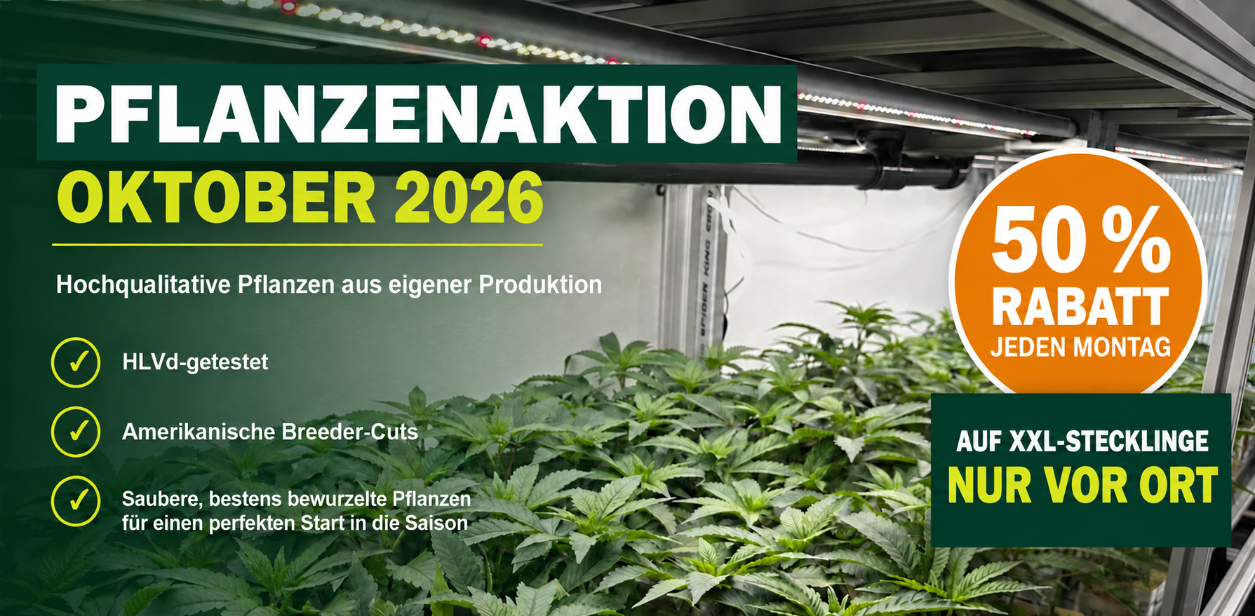 Pflanzenaktion Oktober 2026 – jeden Montag 50 Prozent Rabatt auf XXL-Stecklinge, nur vor Ort im Shop